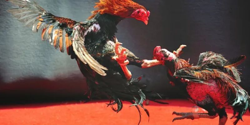 Giới thiệu thông tin tổng quan về game đá gà 68 là gì