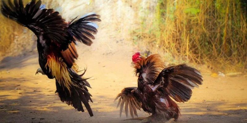 Những ưu điểm khi tham gia vào game đá gà 68