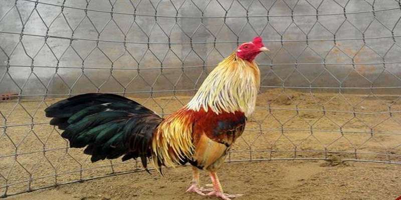 Giống có màu lửa được ưa chuộng