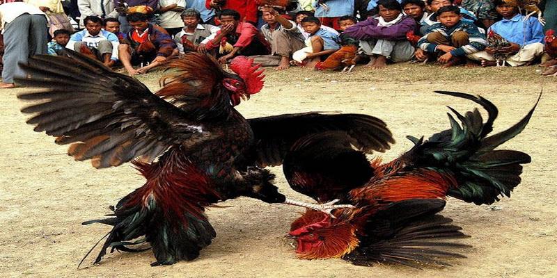 Giống kê có lối đá cực chiến