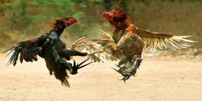 Tìm hiểu về gà đá đòn độc
