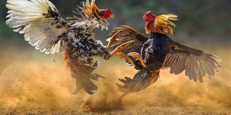 Gà đá đòn độc